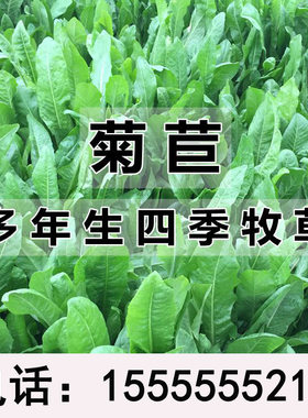 菊苣种子多年生进口高产牧草