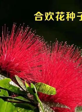 春季秋合欢合欢花种子绒