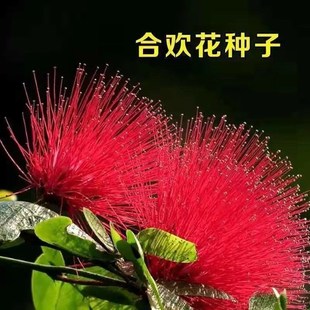 合欢花种子 绒花树种子红花合欢籽金合欢银合欢阳台庭院花卉盆景