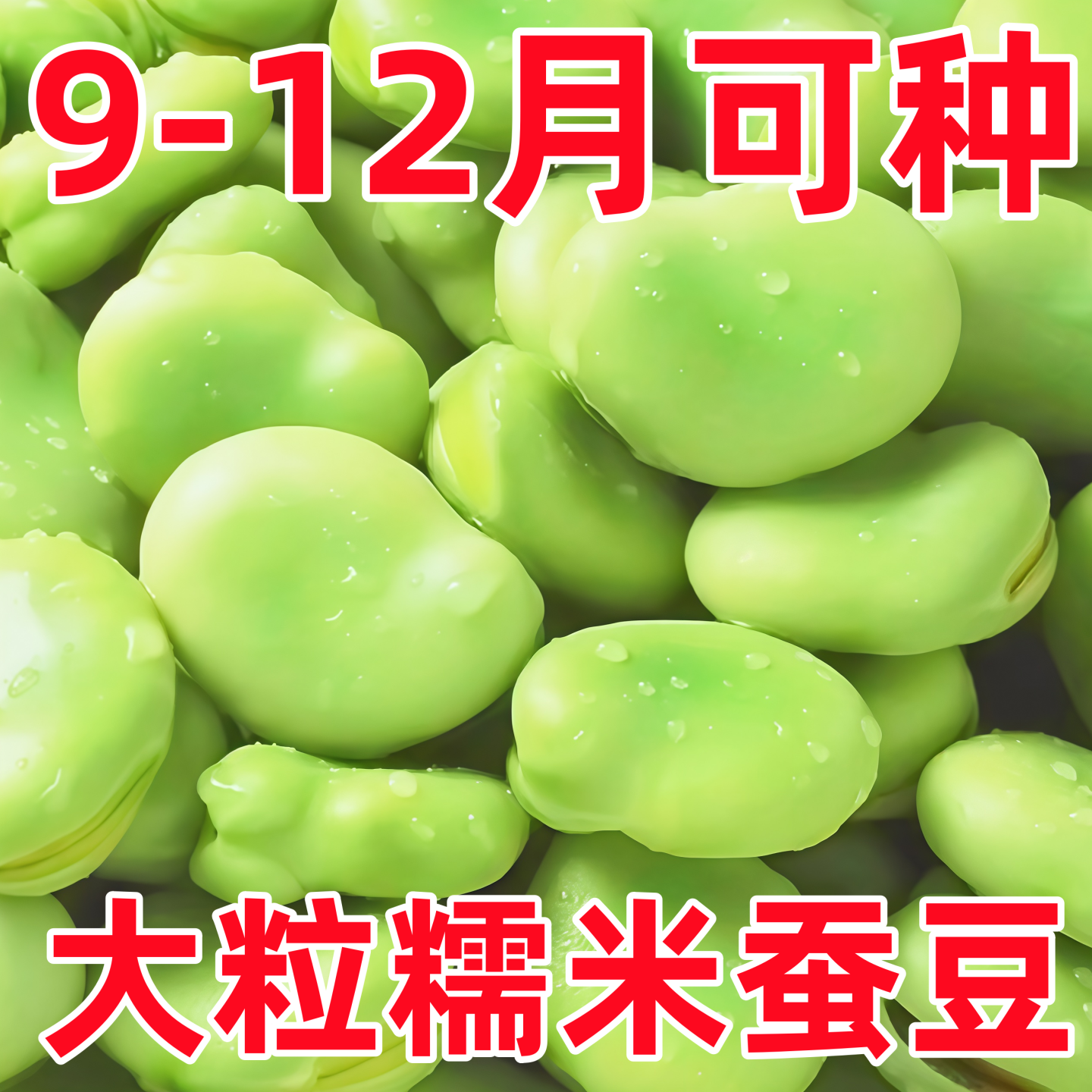 绿宝蚕豆种子秋冬季特大蚕豆种籽高产蚕豆种子罗汉豆种籽早熟耐寒