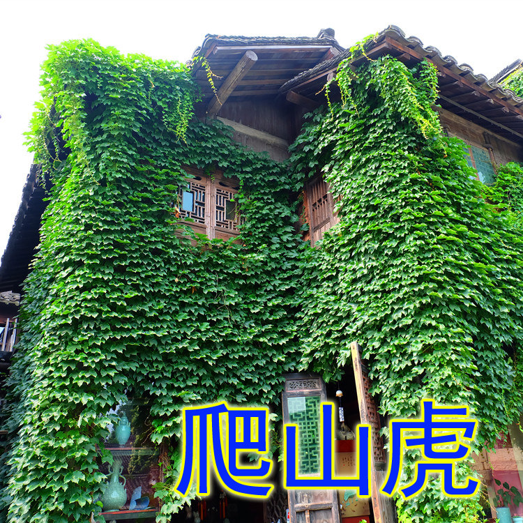 夏季花种攀援爬藤爬山虎种子爬墙牵牛花种籽紫藤花种垂直绿化