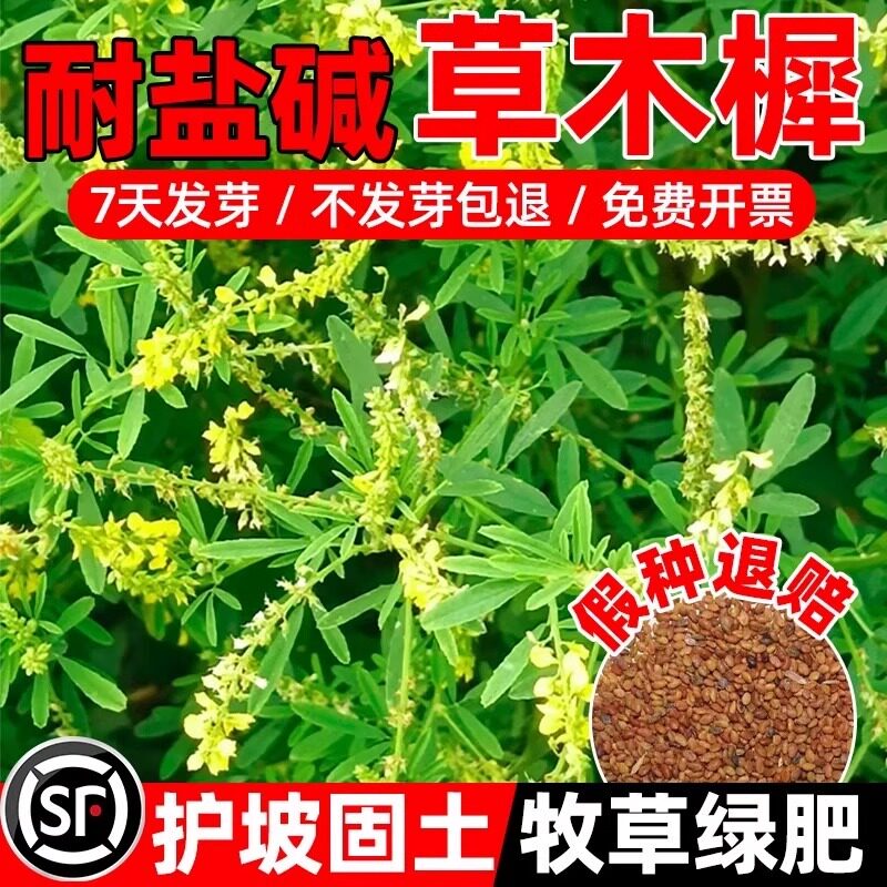 草木樨种子 草木犀 蜜源植物 黄花草 牧草型 绿肥 耐寒耐贫瘠草籽