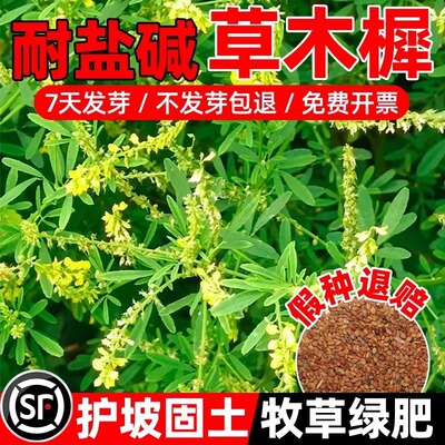 草木樨种子 草木犀 蜜源植物 黄花草 牧草型 绿肥 耐寒耐贫瘠草籽