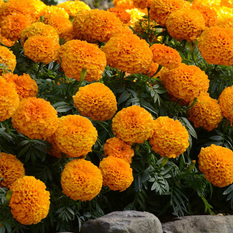 易活混色芙蓉花驱蚊万寿菊种子