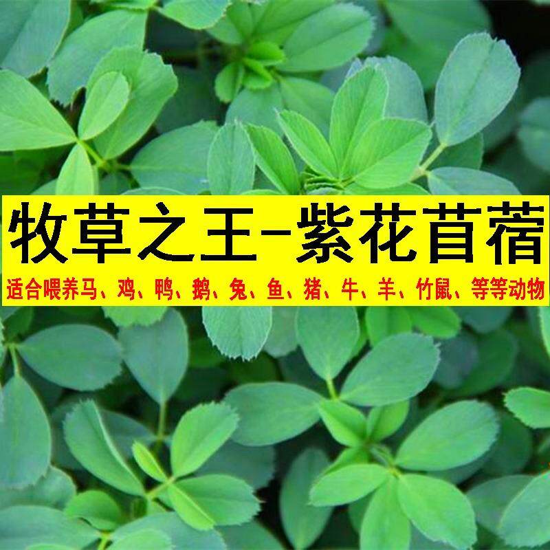 紫花苜蓿草种籽多年生牧草种子四季养殖喂牛羊鸡鸭鹅草鱼牧草种籽