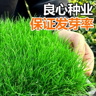 优质籽垂穗披碱草种子四季种养牛草碱草老芒麦种子 量大从优