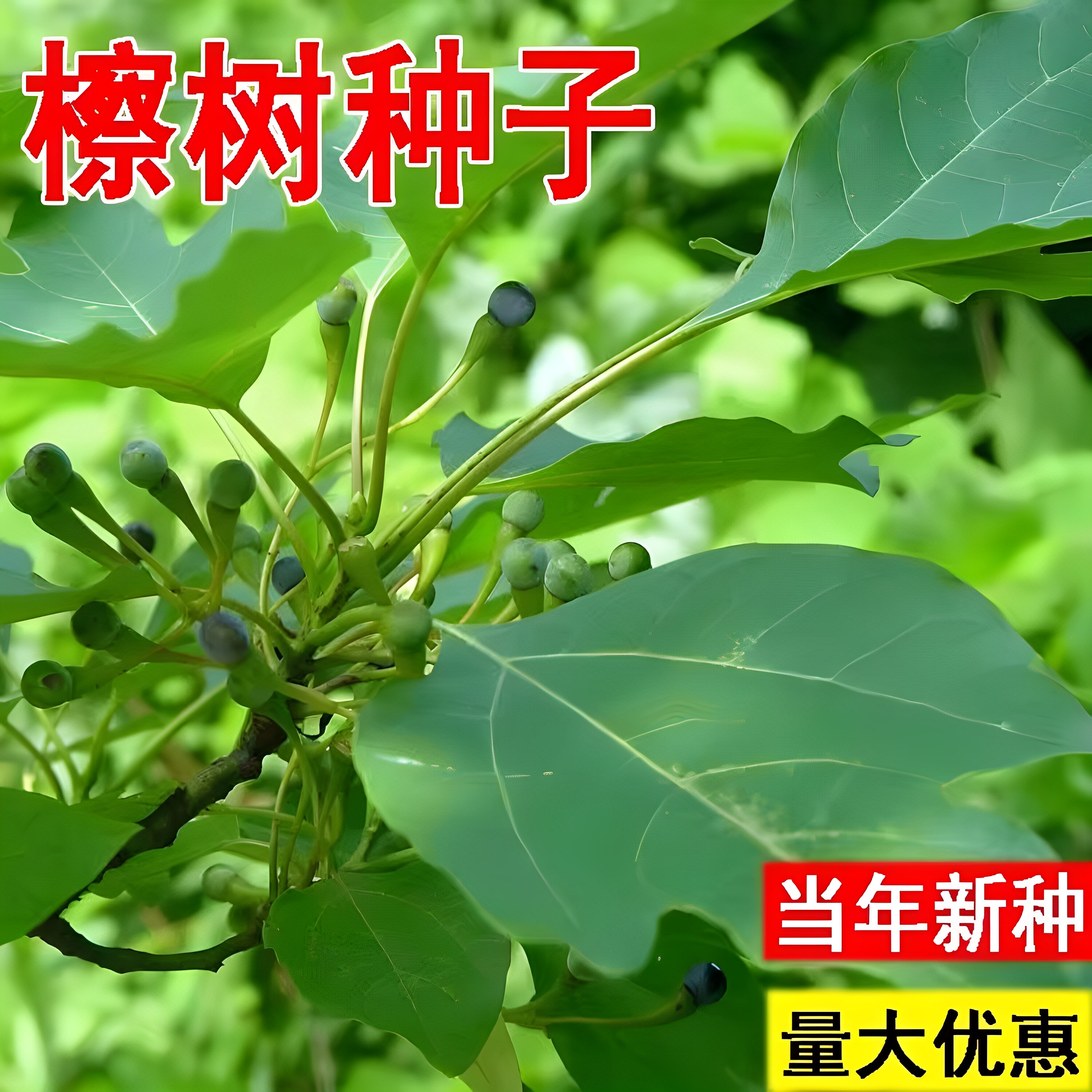 檫木种子檫树种子擦木种子桐梓树 黄揪树种子恒温冷藏 林木种子