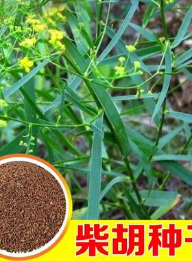 柴胡种籽中药材 中草药种籽 地熏 茈胡 山菜 茹草 柴草种子