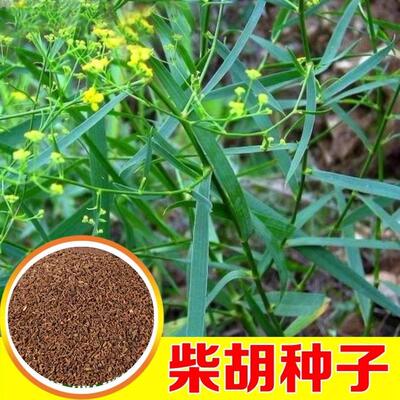 柴胡种籽中药材 中草药种籽 地熏 茈胡 山菜 茹草 柴草种子