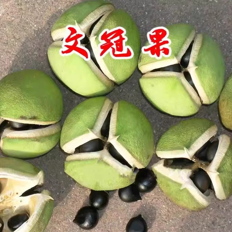 耐寒文冠果种子 食用油树 榨油 北方文冠果树种 文冠树经济树种