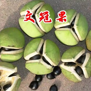 耐寒文冠果种子 食用油树 榨油 北方文冠果树种 文冠树经济树种