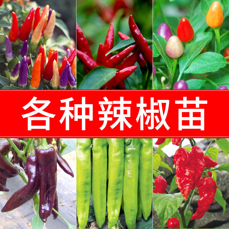 辣椒种子苗七彩朝天椒四季种植小米辣食用盆栽蔬菜种籽孑秧苗籽种