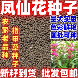 凤仙花种子籽四季庭院盆栽地栽凤仙透骨草指甲花急性子桃红金凤花