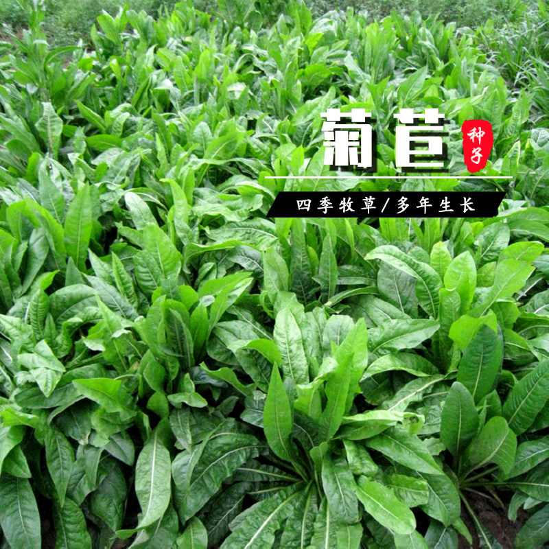 菊苣种籽特级多年生兔子草种猪牛鱼鸡鸭鹅爱吃的养殖四季牧草种子
