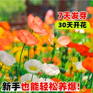 多年生冰岛虞美人花种籽混色红花虞美人丽春种子好种易活耐寒花籽