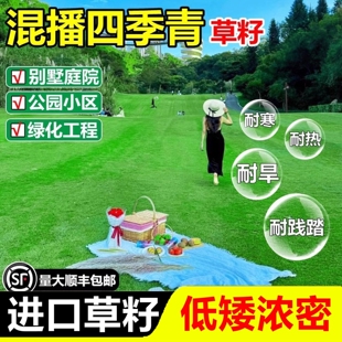 混播四季青草坪草籽四季矮生狗牙根早熟禾黑麦草高羊茅护坡草种子