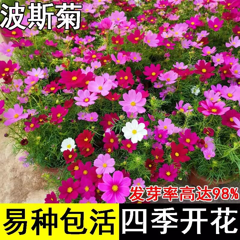 波斯菊种子混色易种室内阳台图片