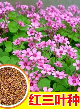 进口白三叶种子红三叶车轴草籽幸运草四季播种绿肥草花草坪种籽孑
