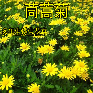 茼蒿菊种子木茼蒿多年生宿根花草种子木春菊种子景观花海易种包邮