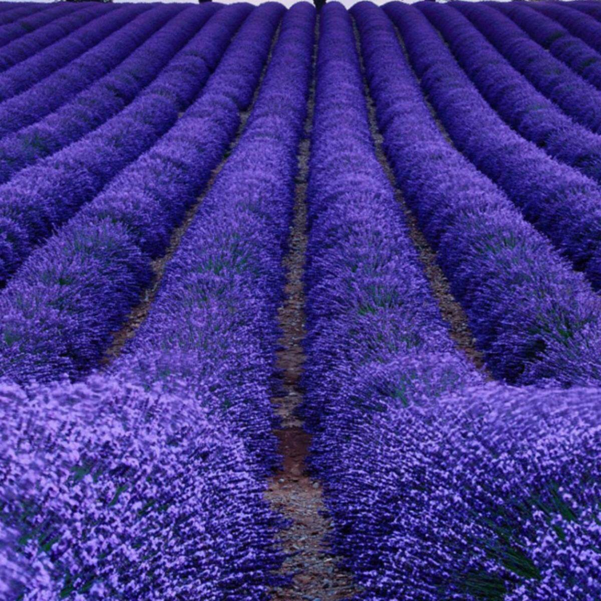 普罗旺斯薰衣草种子四季易活阳台庭院花籽蚊虫香草种孑苗图片