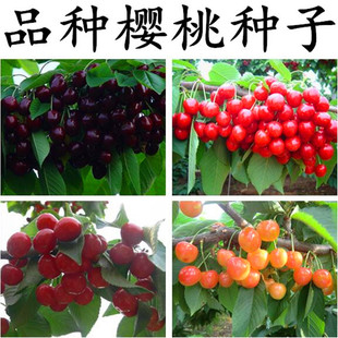 散装樱桃树种子 车厘子野樱桃山樱桃毛山樱桃大樱桃四季果树种籽