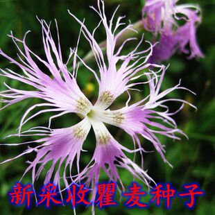 瞿麦种子 药材种子 野麦 石柱花 十样景花 巨麦 开花花卉种籽