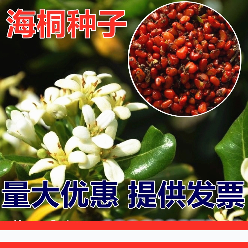 新采海桐种子 海桐花乔木灌木海桐球种子山矾树籽 四季常青海桐籽