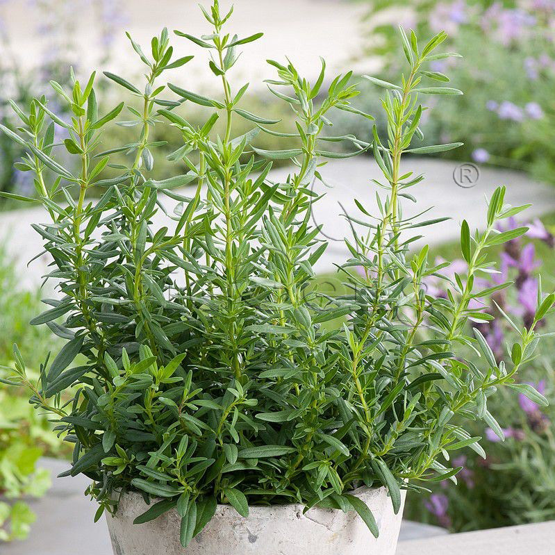 神香草种子 牛膝草 柳薄荷 海索草 Hyssop 欧洲耐热香草香料种子