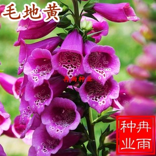 毛地黄种子指顶吊钟花种籽洋地黄耐寒四季易种室内阳台绿植盆栽花