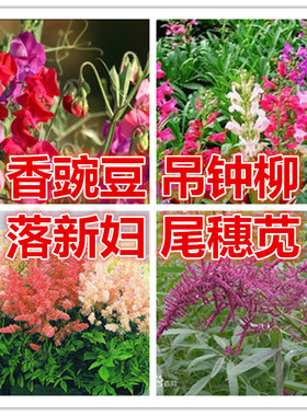 种子落新妇花卉钓钟柳
