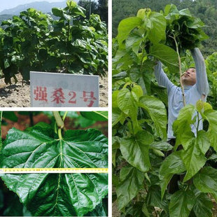 桑树种子 蛋白桑饲料桑大叶桑蚕种子 桑12号14号茶桑树杂交桑种子