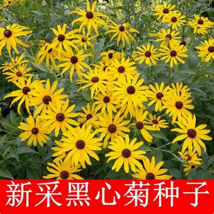 黑心菊花籽菊花种子黑心金光菊百日菊花卉种籽孑室外开花易活