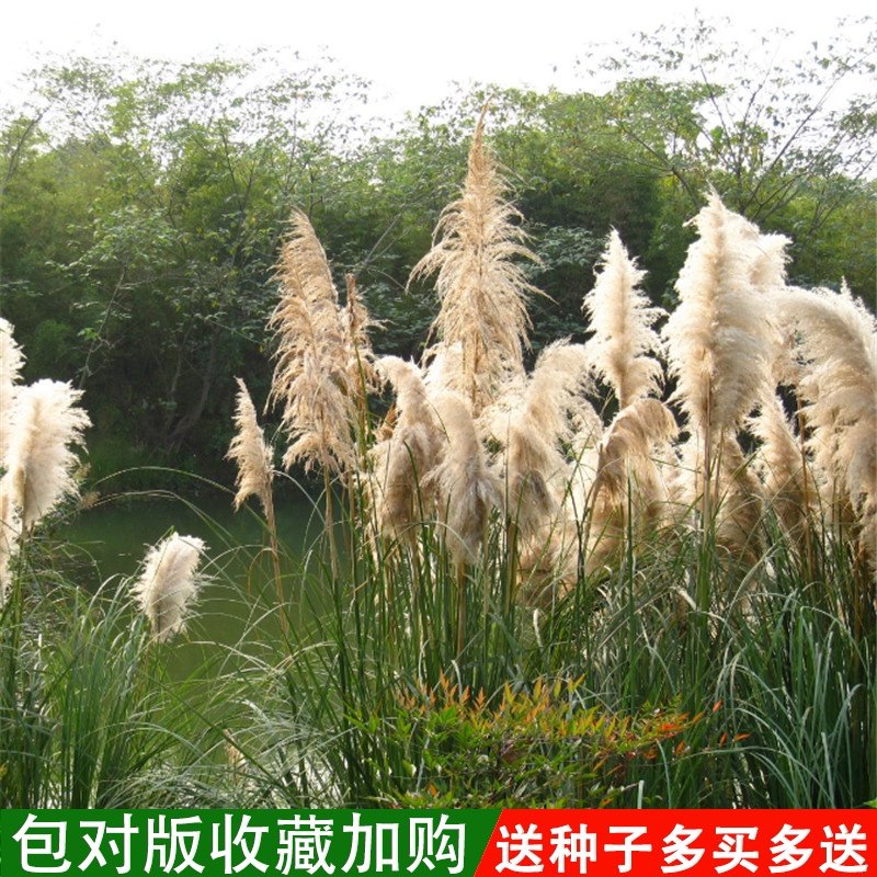 新采芦苇种子水生水草养虾鱼净化水质池塘水塘防泥土流失植物春播