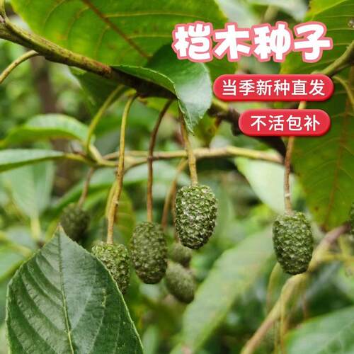 林木种子四季正宗桤木种子水冬瓜树种籽水青风桤蒿种子江南桤木种