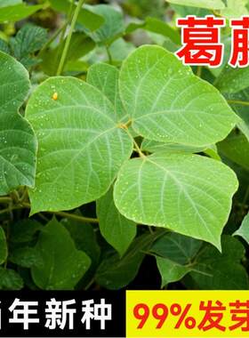 葛藤种子葛根爬山虎牵牛花藤
