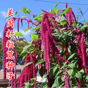 美国籽粒苋种子 优质牧草种子 高产牧草种子 高营养 一斤包邮