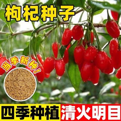 红枸杞种子南北方种植香草