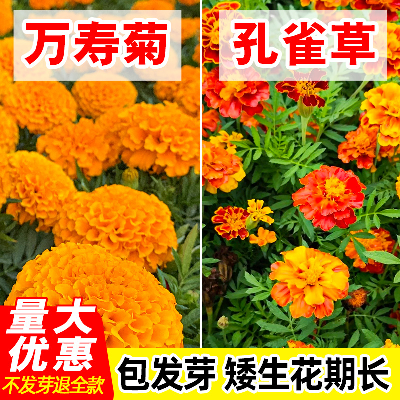 夏季秋万寿万寿菊种子四