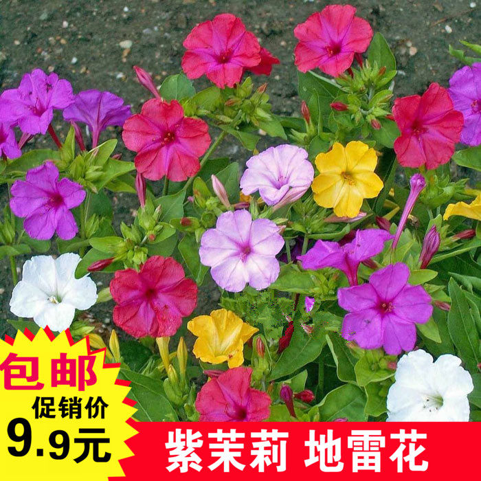 四季紫茉莉花种子夜里香地雷花室内室外盆栽花卉植物包邮