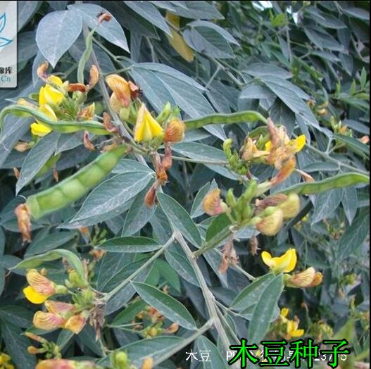 灌木种子绿化耐贫瘠护坡包邮