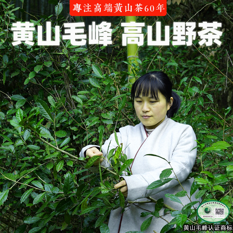 2024新茶上市正宗黄山毛峰明前头采高山兰香野茶特级绿茶叶铁盒装