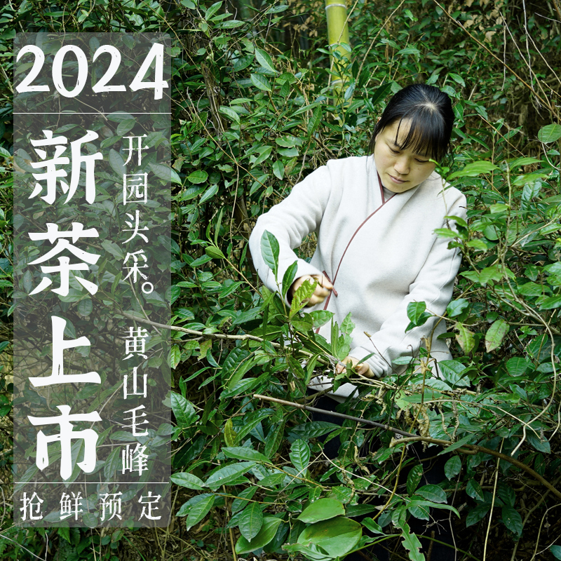 2024新茶上市正宗黄山毛峰特级明前头采雀舌高山土种绿茶叶礼盒装