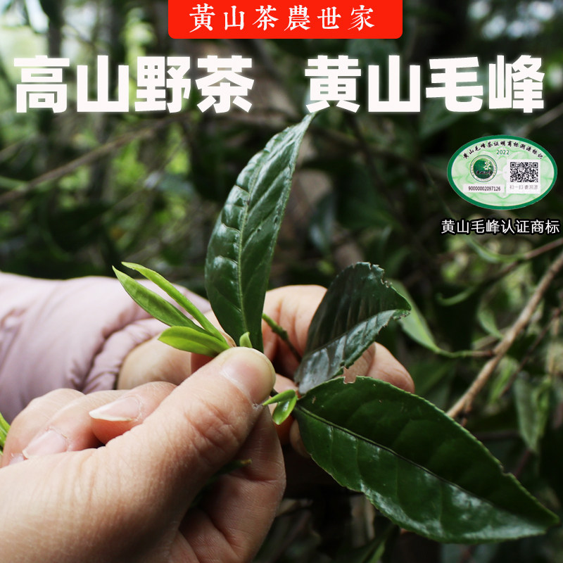 2026新茶正宗黄山毛峰手工荒野茶安徽茶叶高山特级250g铁罐包装