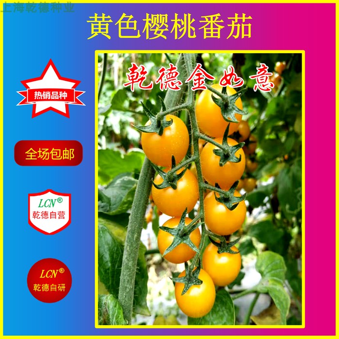 乾德金如意 黄果樱桃番茄种子 口感好 春秋茬 寿光蔬菜 热销品种