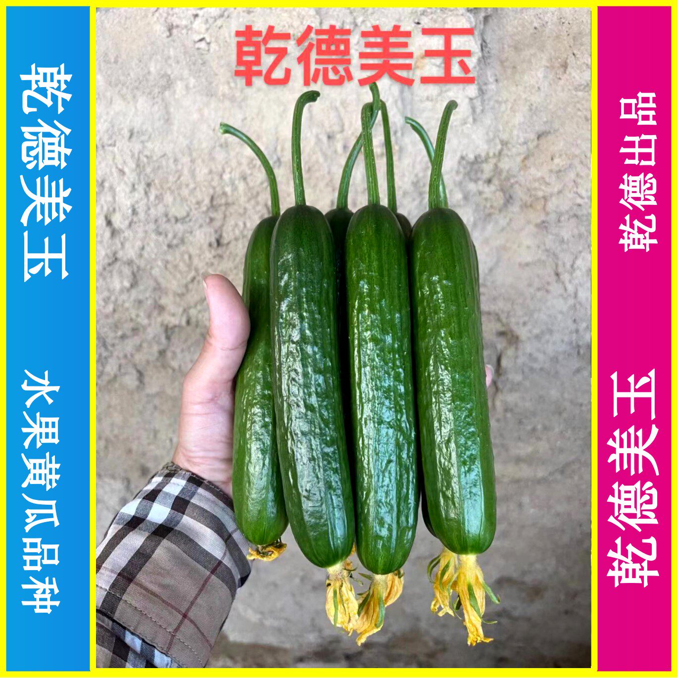 乾德美玉水果黄瓜种子全雌一节一瓜黑油亮口感好