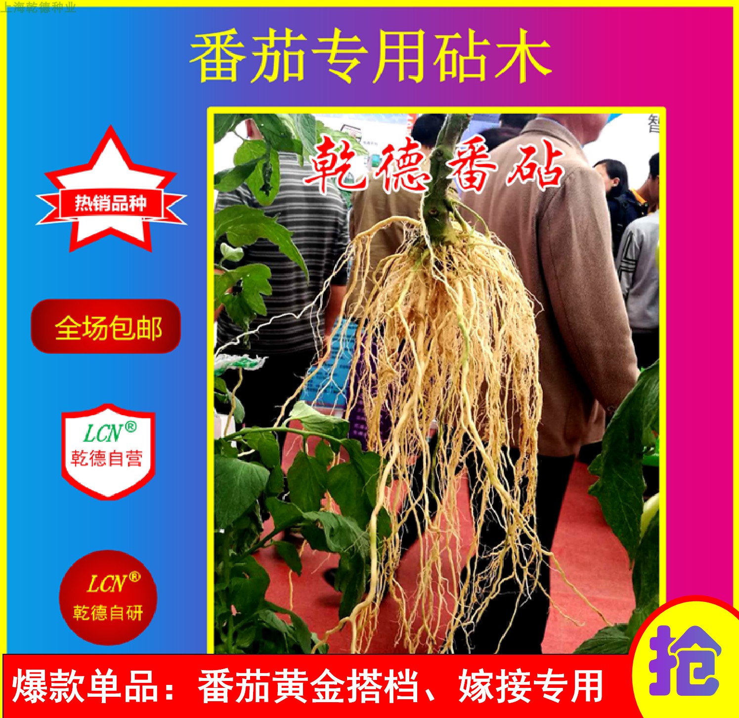 乾德番茄砧木、农业部登记品种、番茄砧木种子 推荐 特惠热销产品
