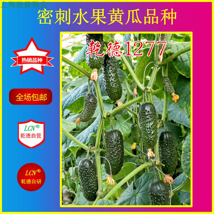乾德1277，密刺水果黄瓜，秋延、早春保护地，口感好，热销