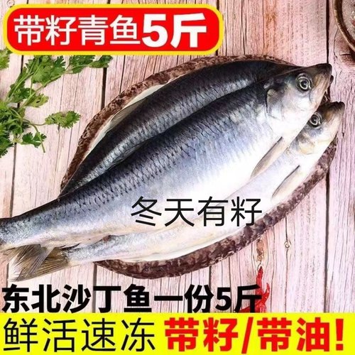 东北沙丁鱼青鱼沙丁鲱鱼青占鱼鲭鱼冬天带籽带油青鱼