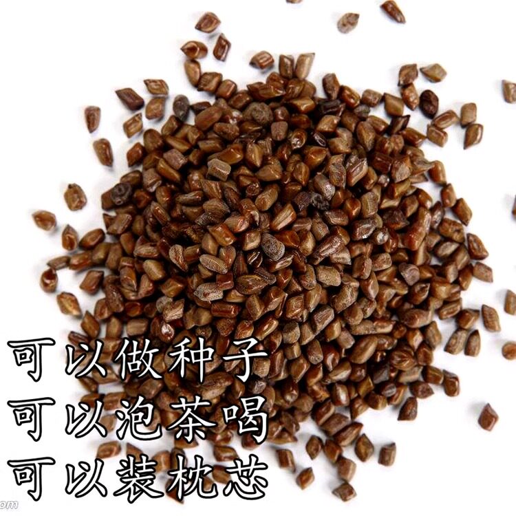 决明子种子 中药材生决明子种籽草决明孑春季种植玩具沙可装枕头