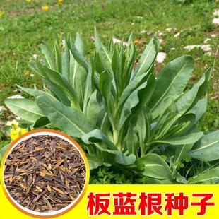板蓝根种子大青叶种籽种苗散装四季种植新材药食两用盆栽种孑